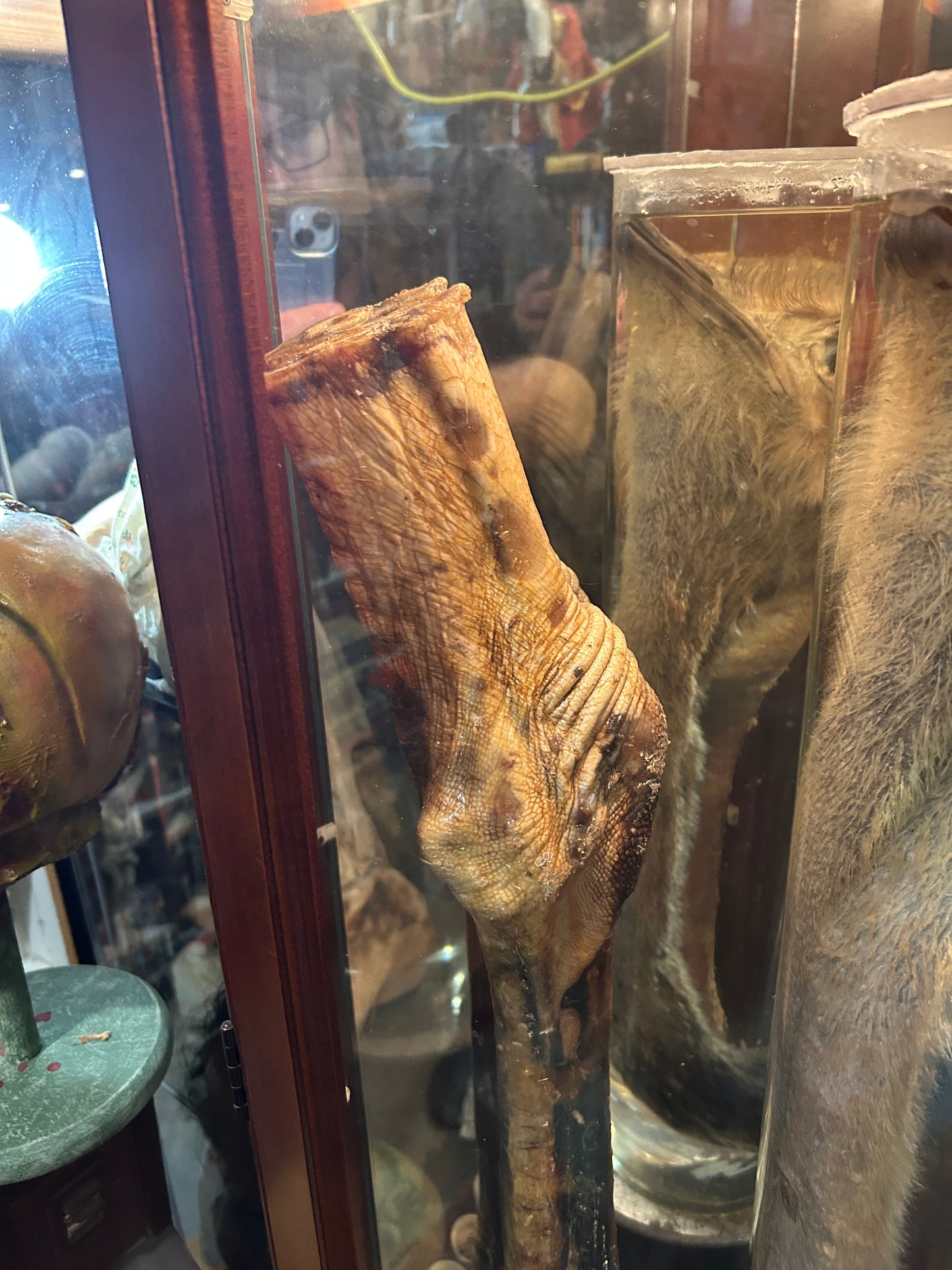 Pattes d'autruches naturalisées