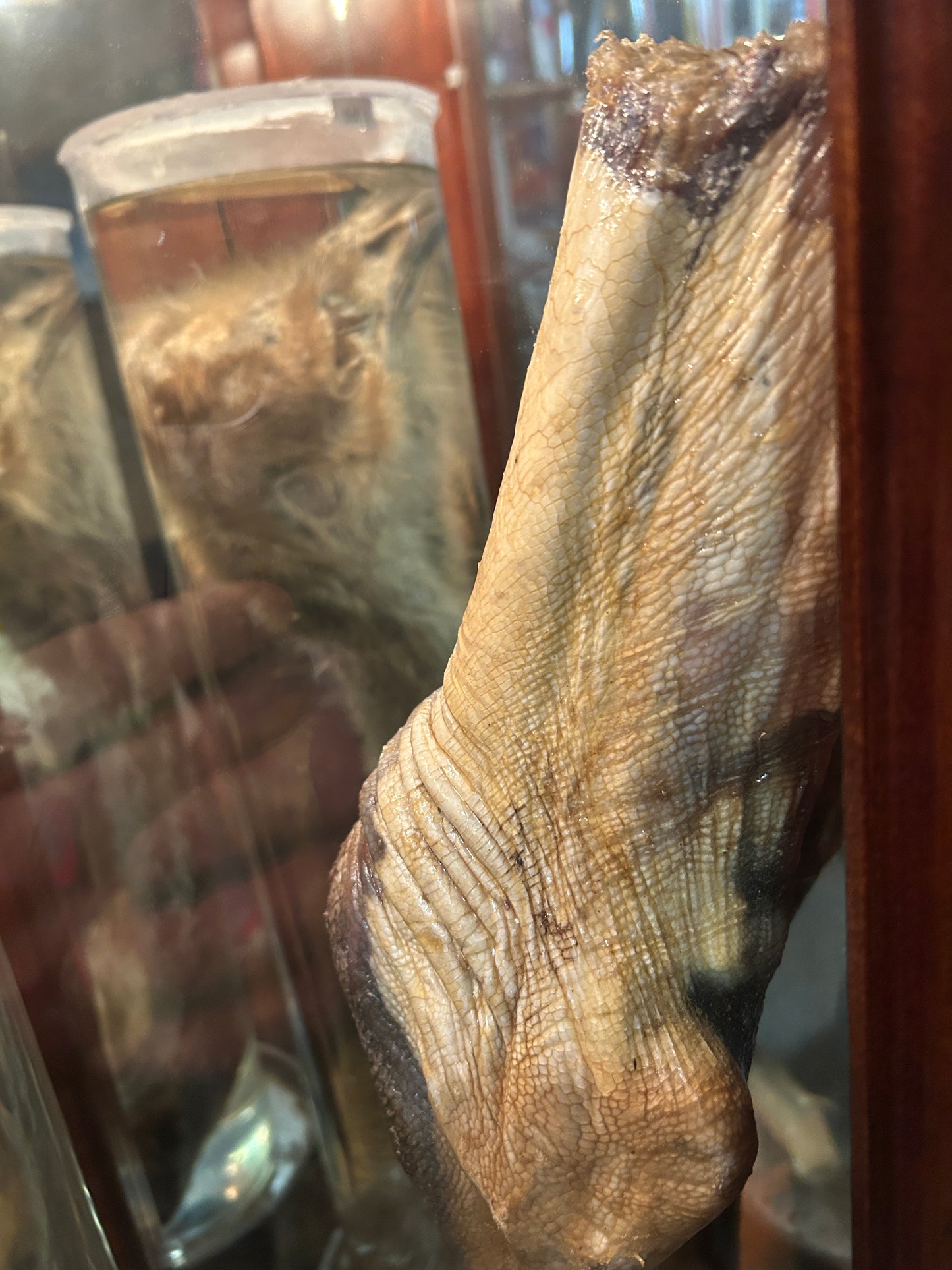 Pattes d'autruches naturalisées
