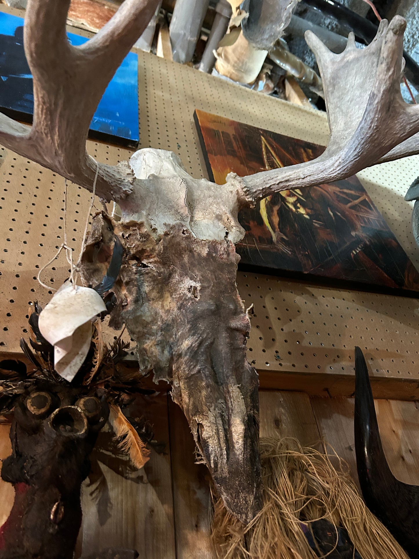 Crâne d'orignal et peau déshydratée.