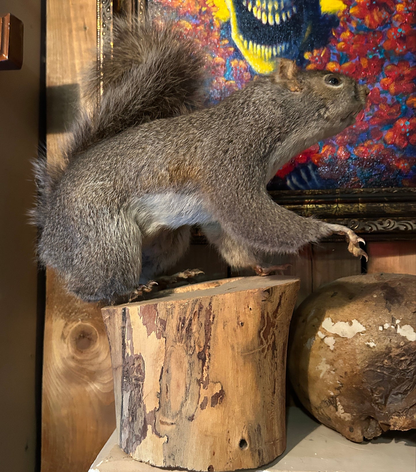 Taxidermie écureuil sur bûche de bois.