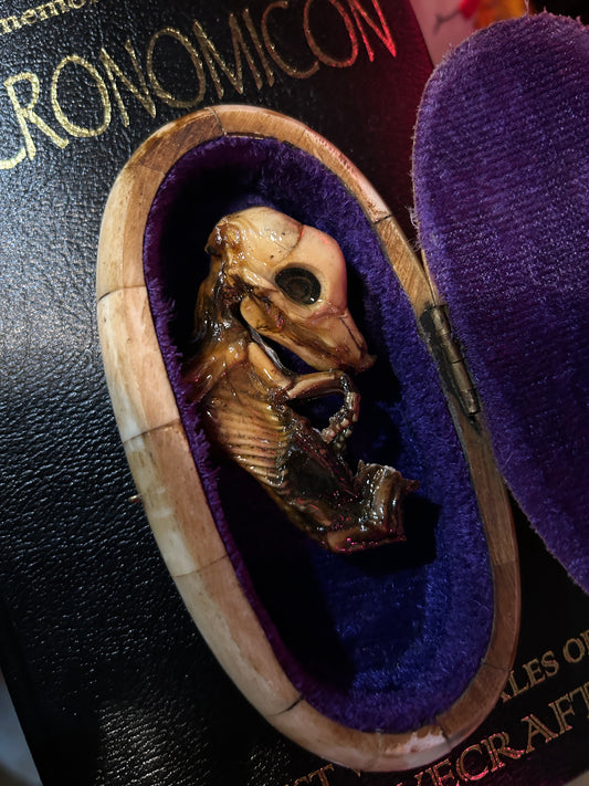 Foetus de porc momifié dans une boite antique en os