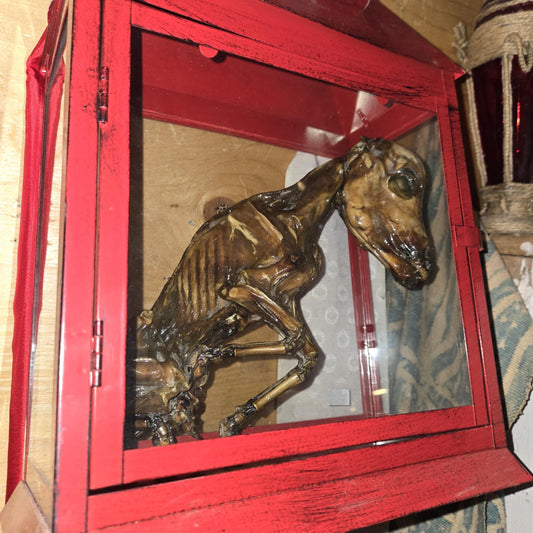 Fœtus momifié d'un veau du Pérou