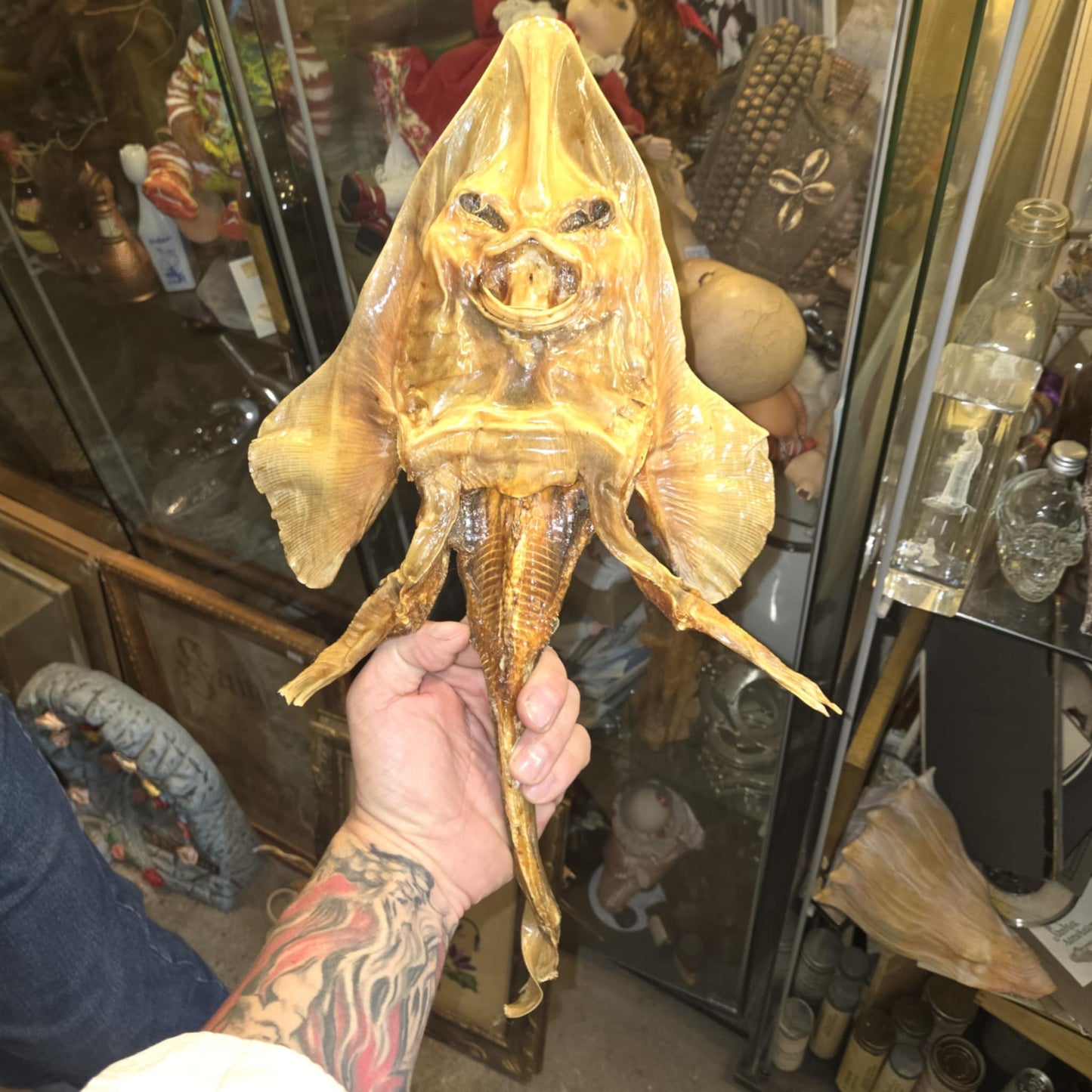 Raie blanc nez momifiée evil fish