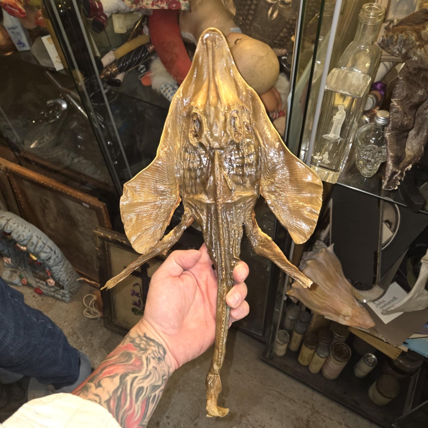 Raie blanc nez momifiée evil fish