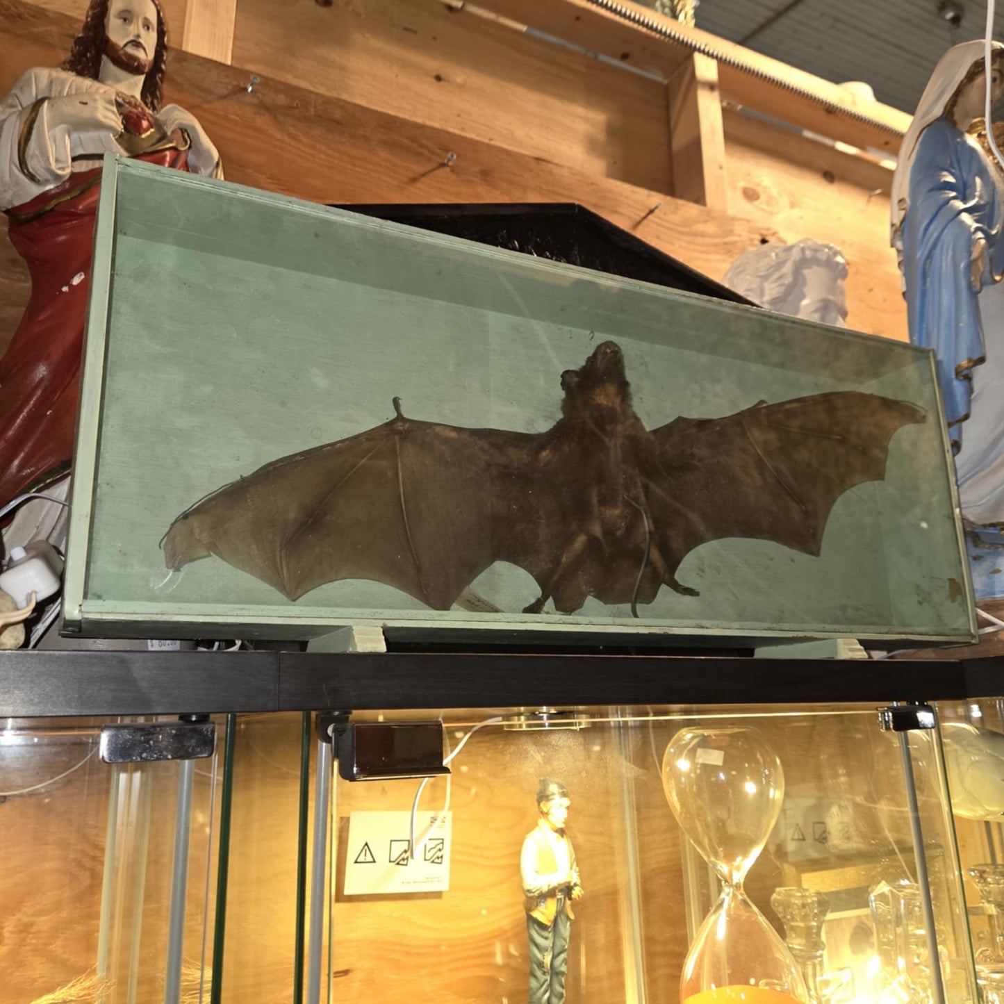 Taxidermie Chauve-Souris Géante