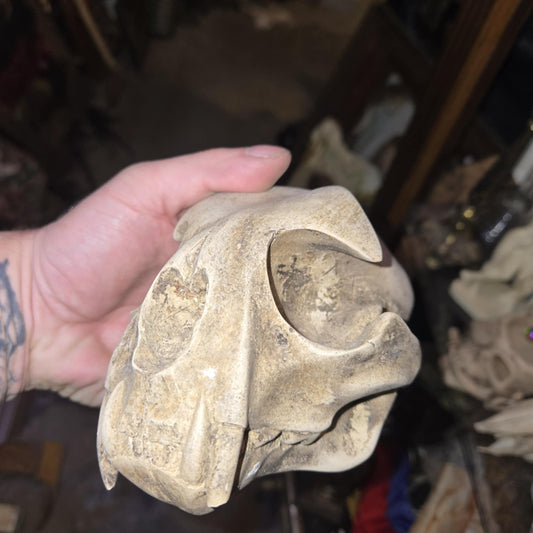 Crâne animalier en ciment