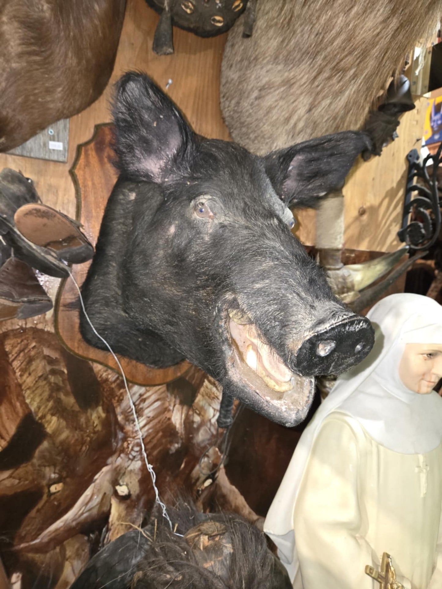 Taxidermie tête de sanglier