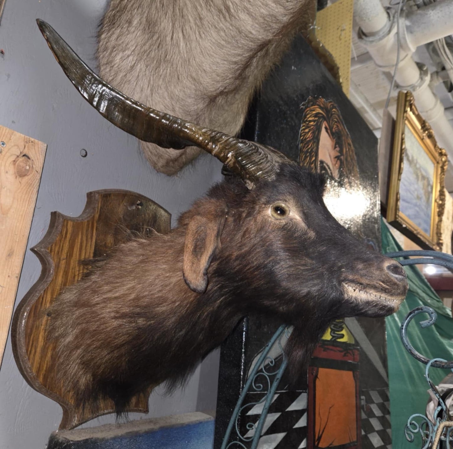 Taxidermie tête de chèvre