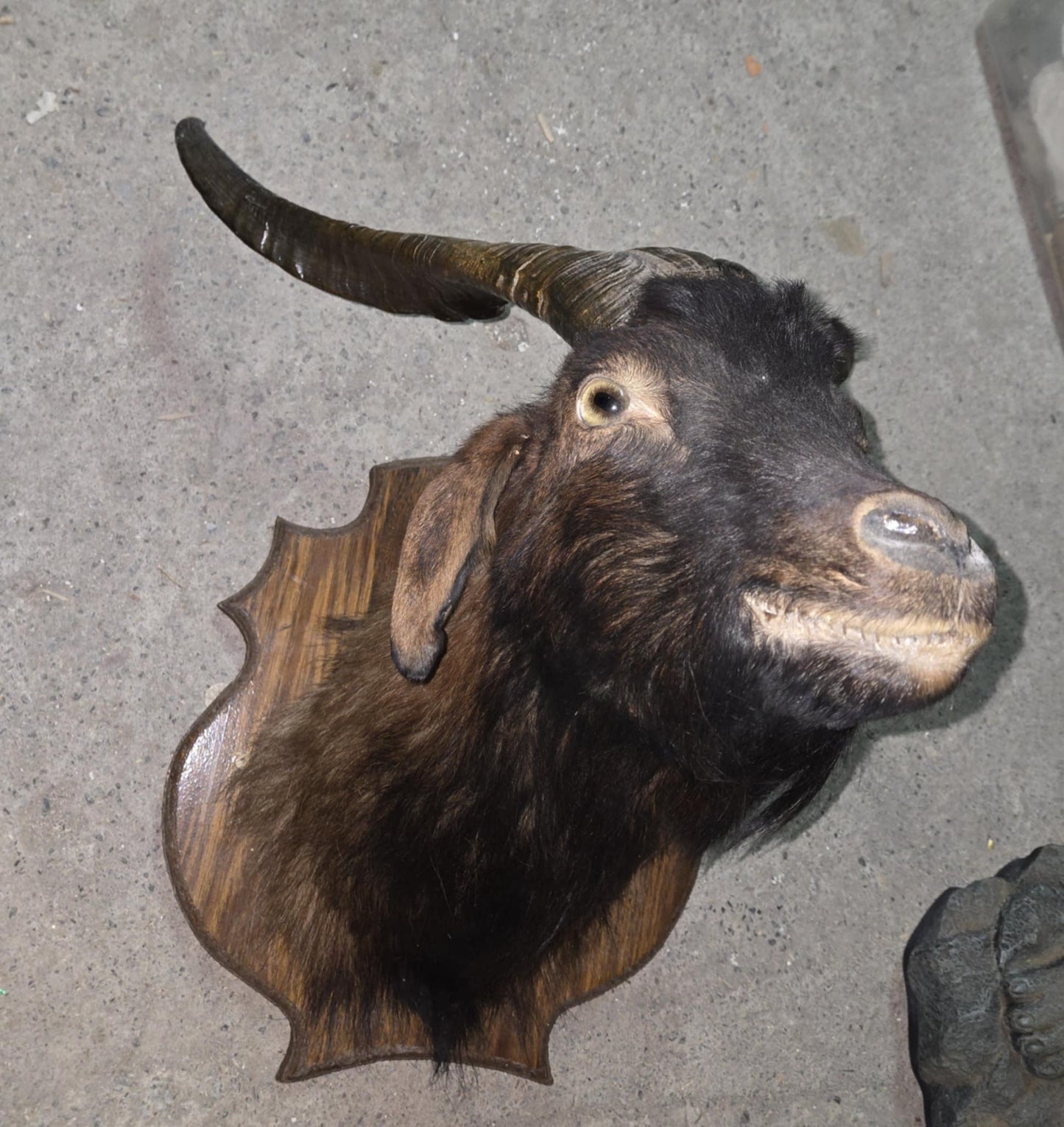 Taxidermie tête de chèvre