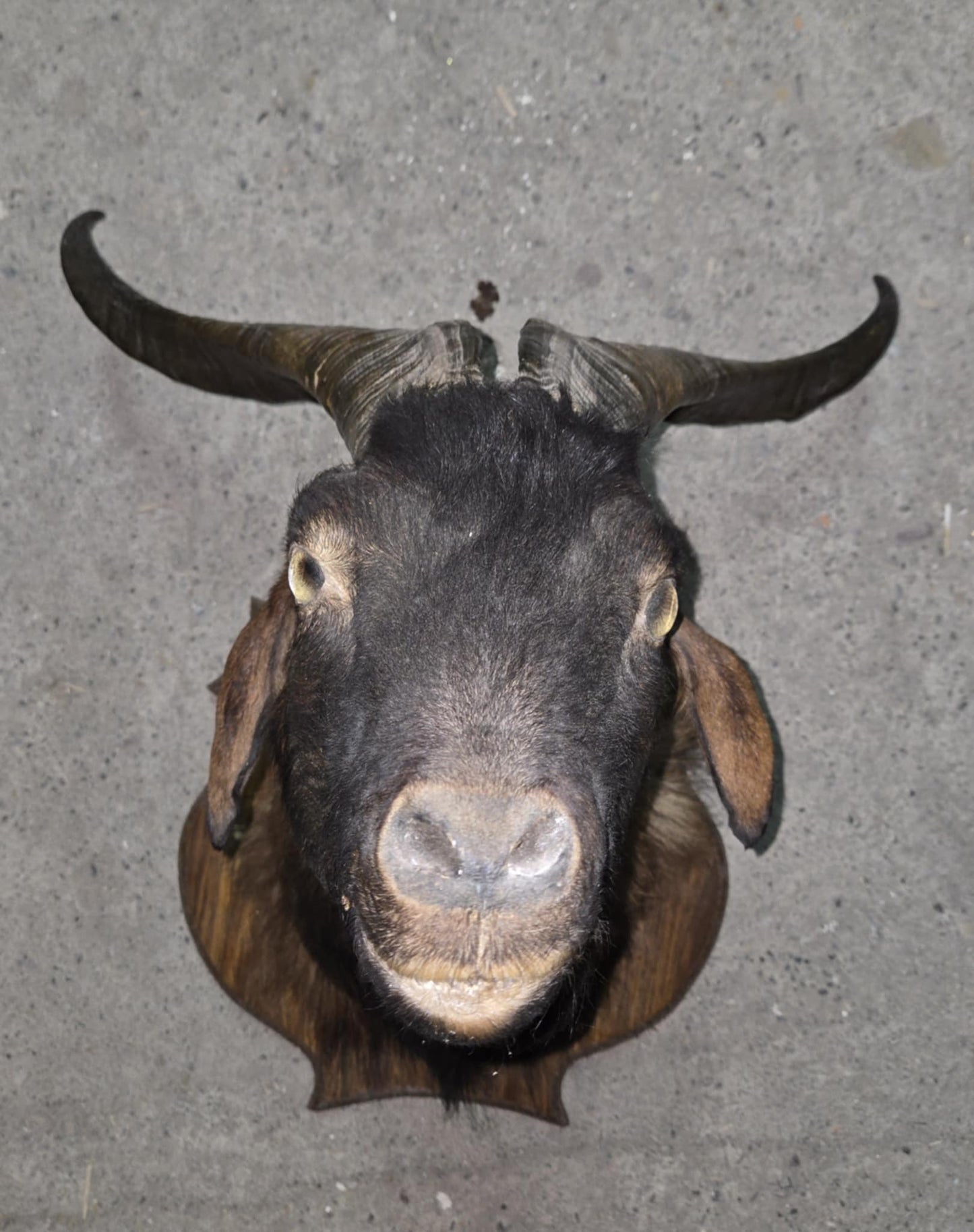 Taxidermie tête de chèvre