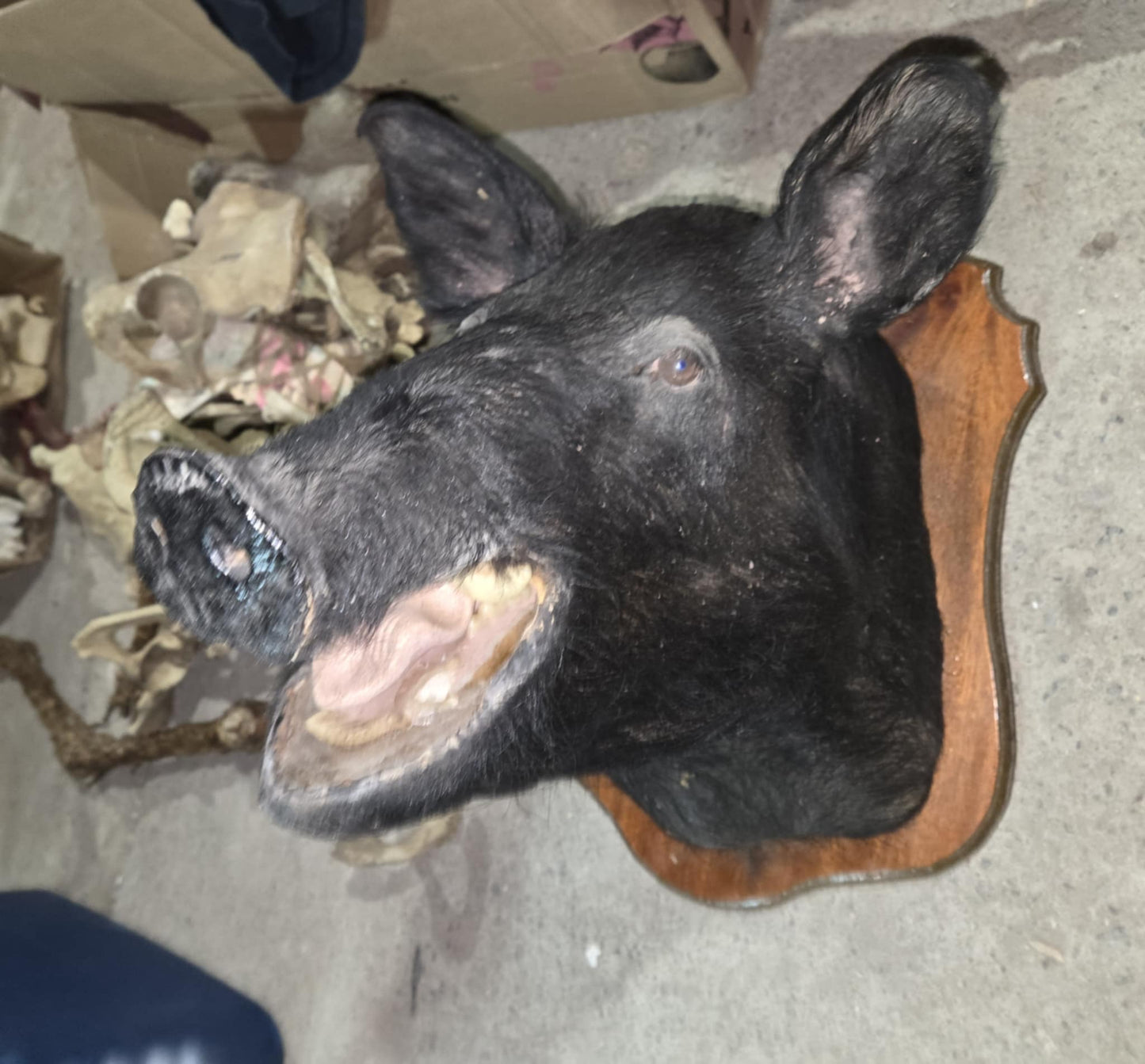 Taxidermie tête de sanglier