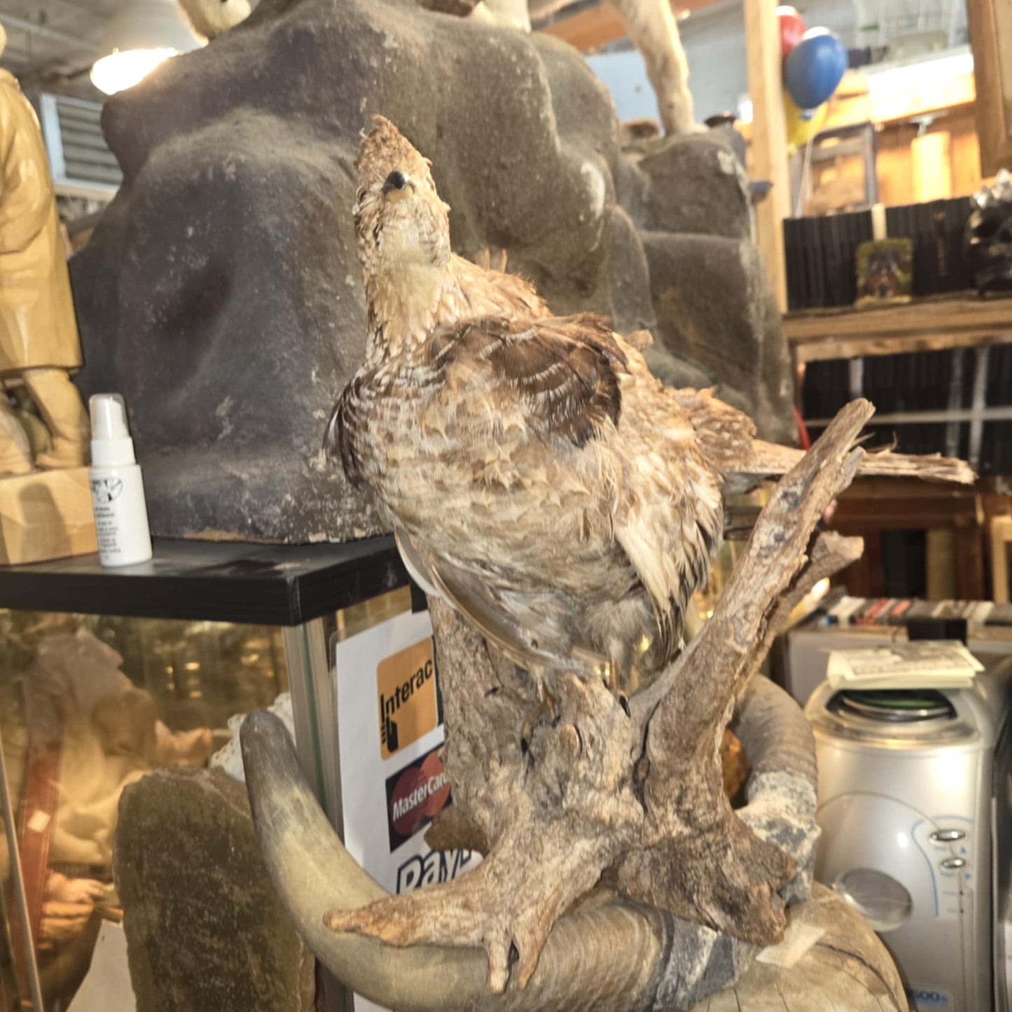 Taxidermie gélinotte huppée