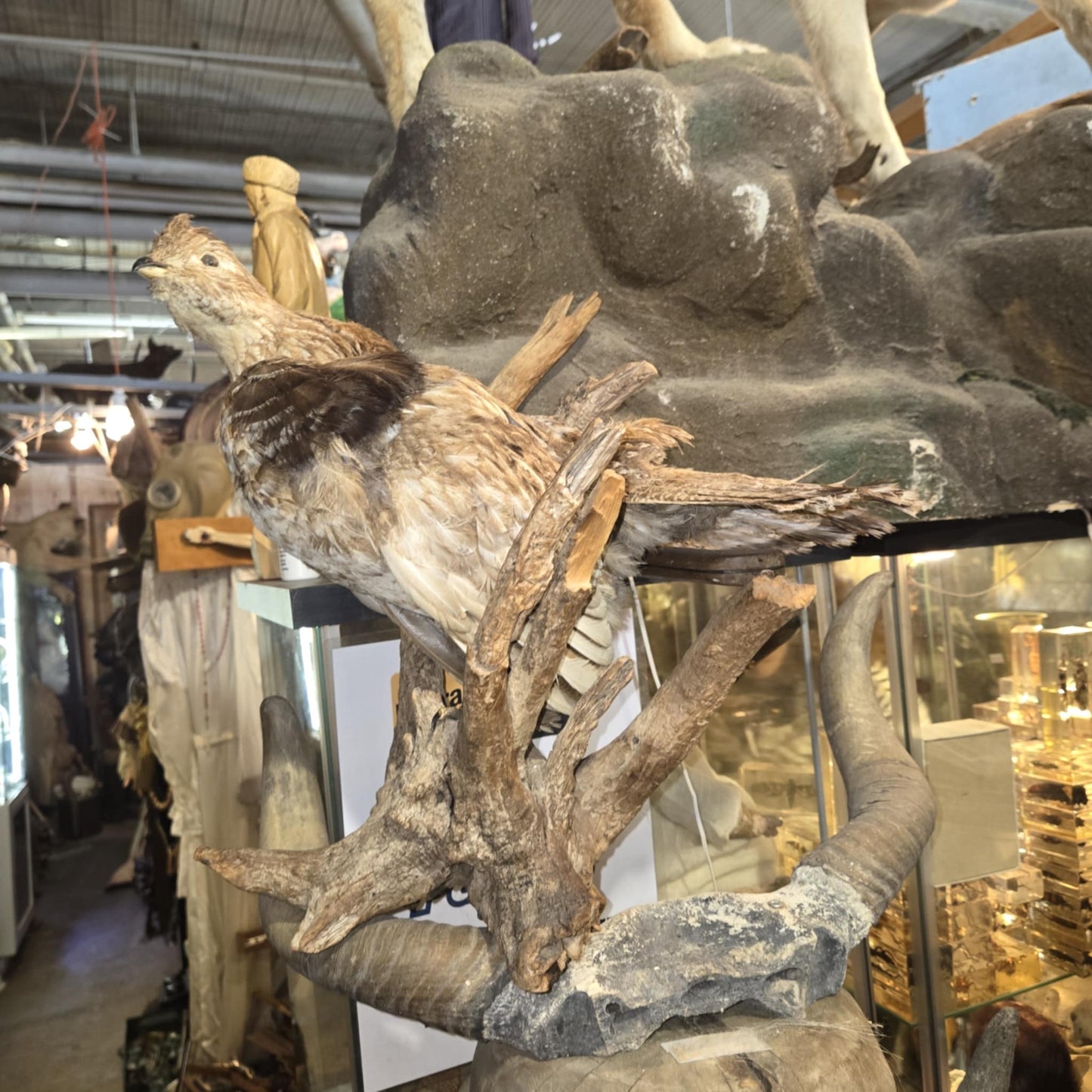 Taxidermie gélinotte huppée