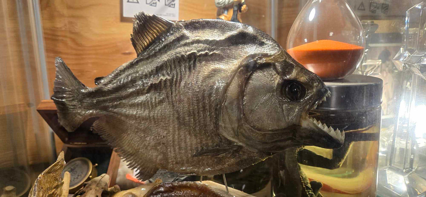 Taxidermie Gros Piranha