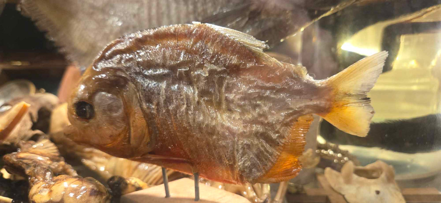 Taxidermie piranha