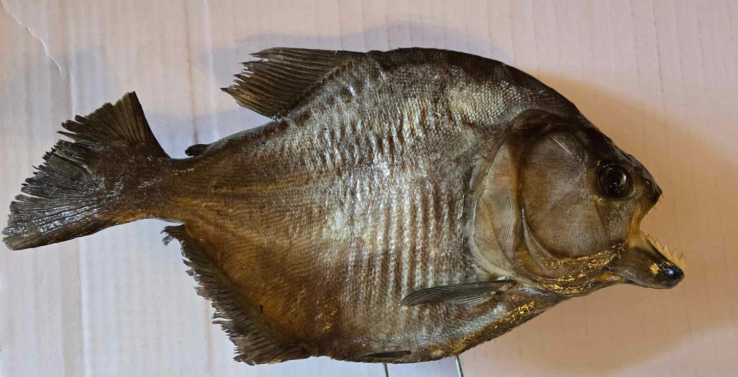 Taxidermie Gros Piranha
