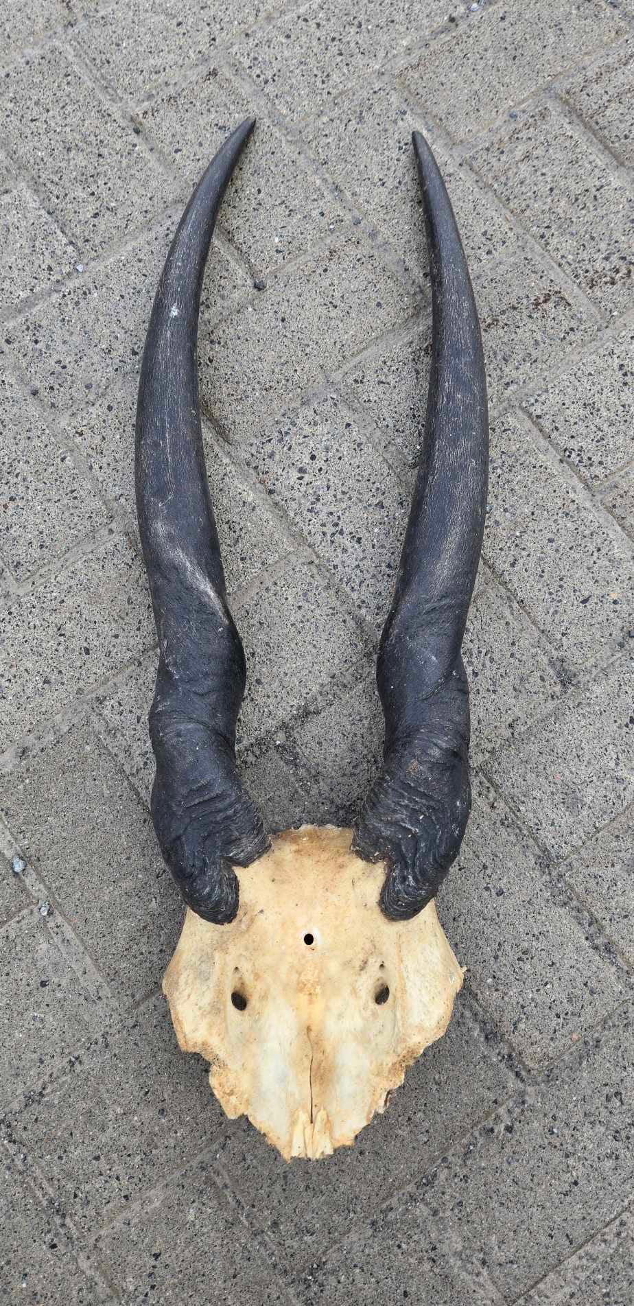 Scalp de crâne d'antilope.