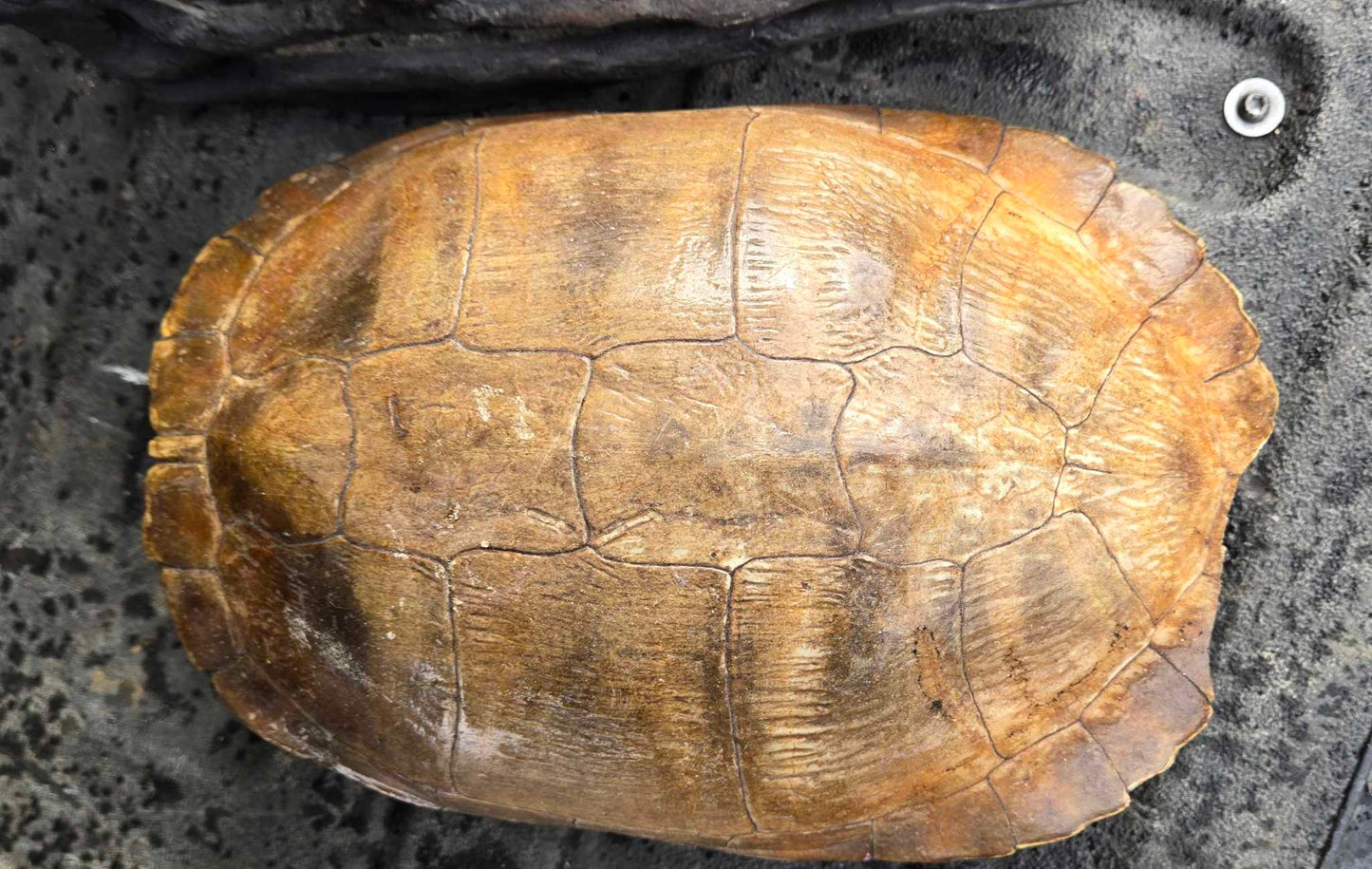 Carapace de tortue