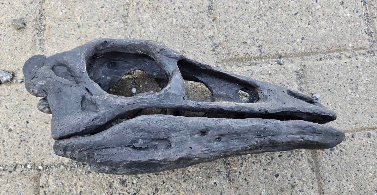 Moulage Crâne Dinosaure