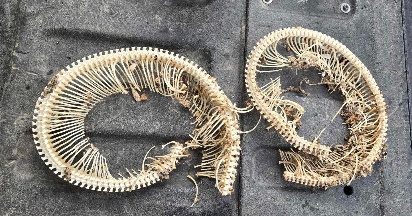 Squelette de serpent