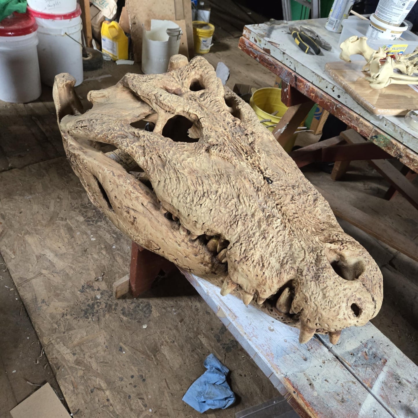 Immense Moulage Crâne Crocodile