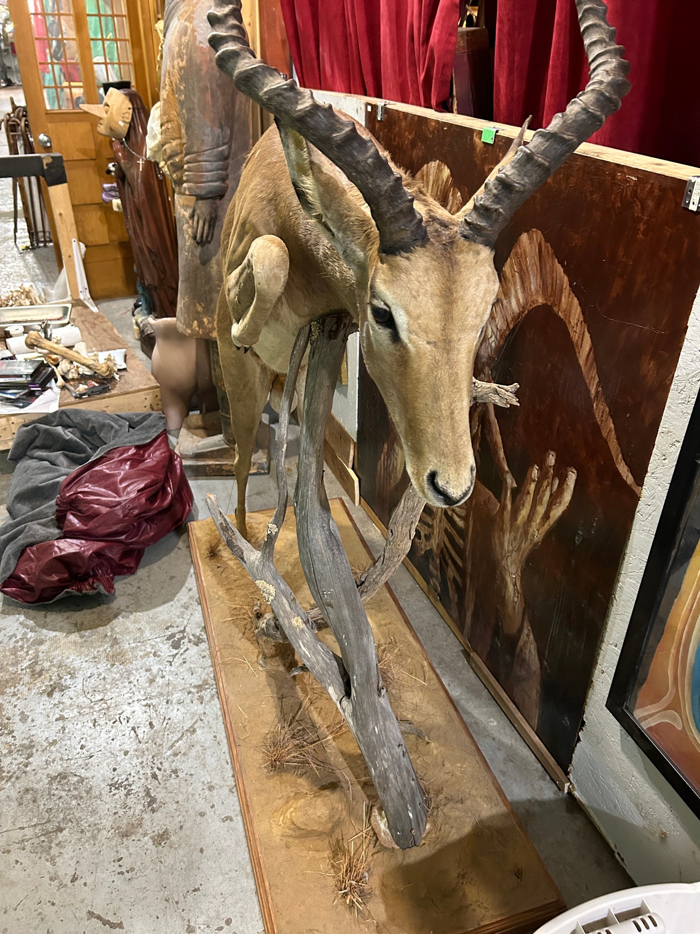 Taxidermie Antilope Impala mâle