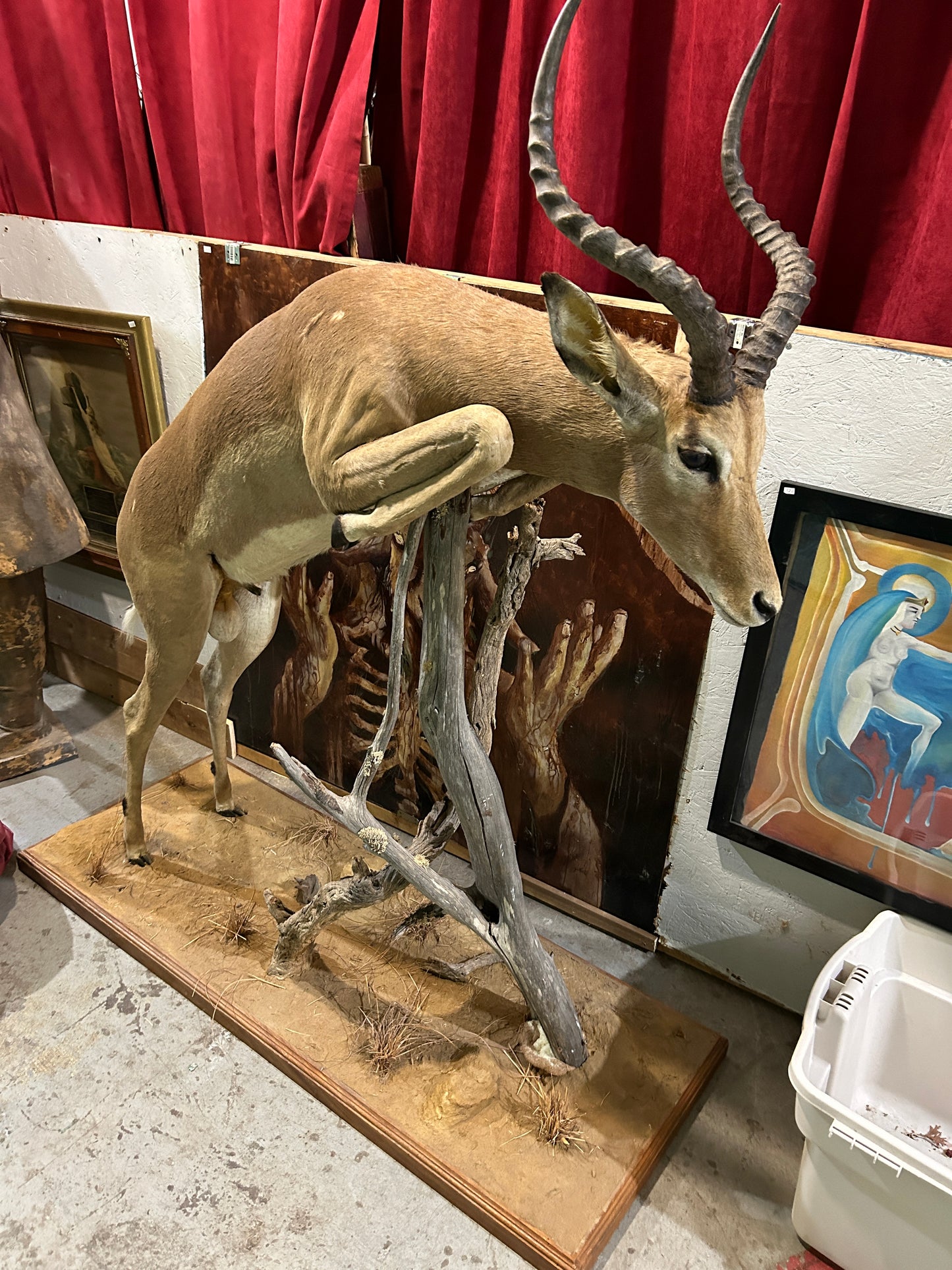 Taxidermie Antilope Impala mâle