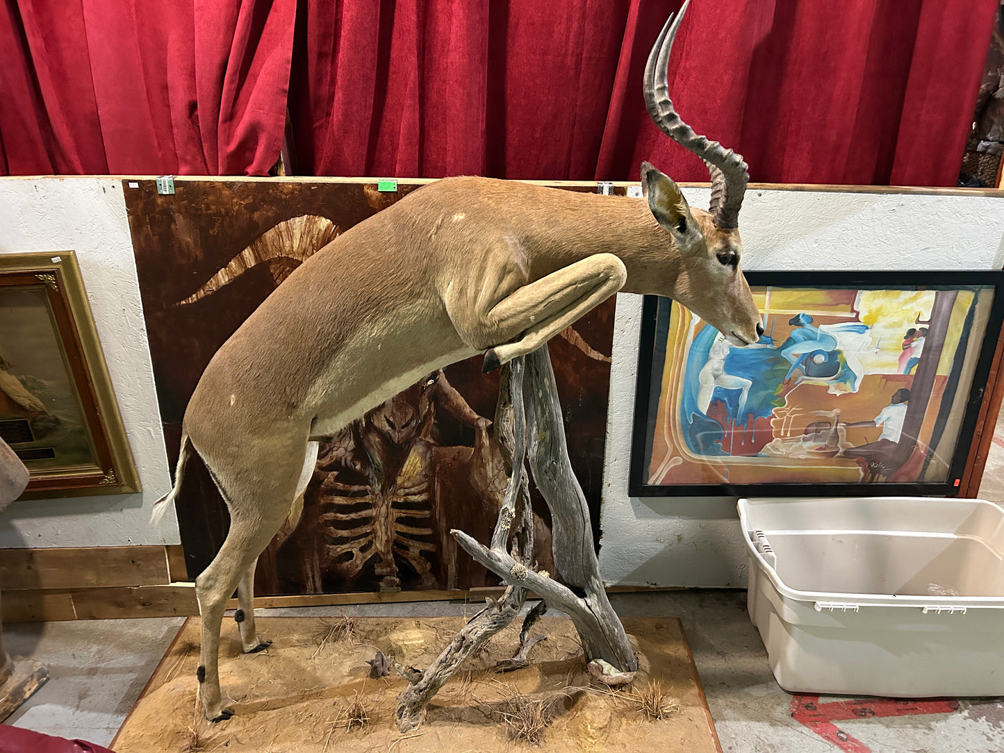 Taxidermie Antilope Impala mâle