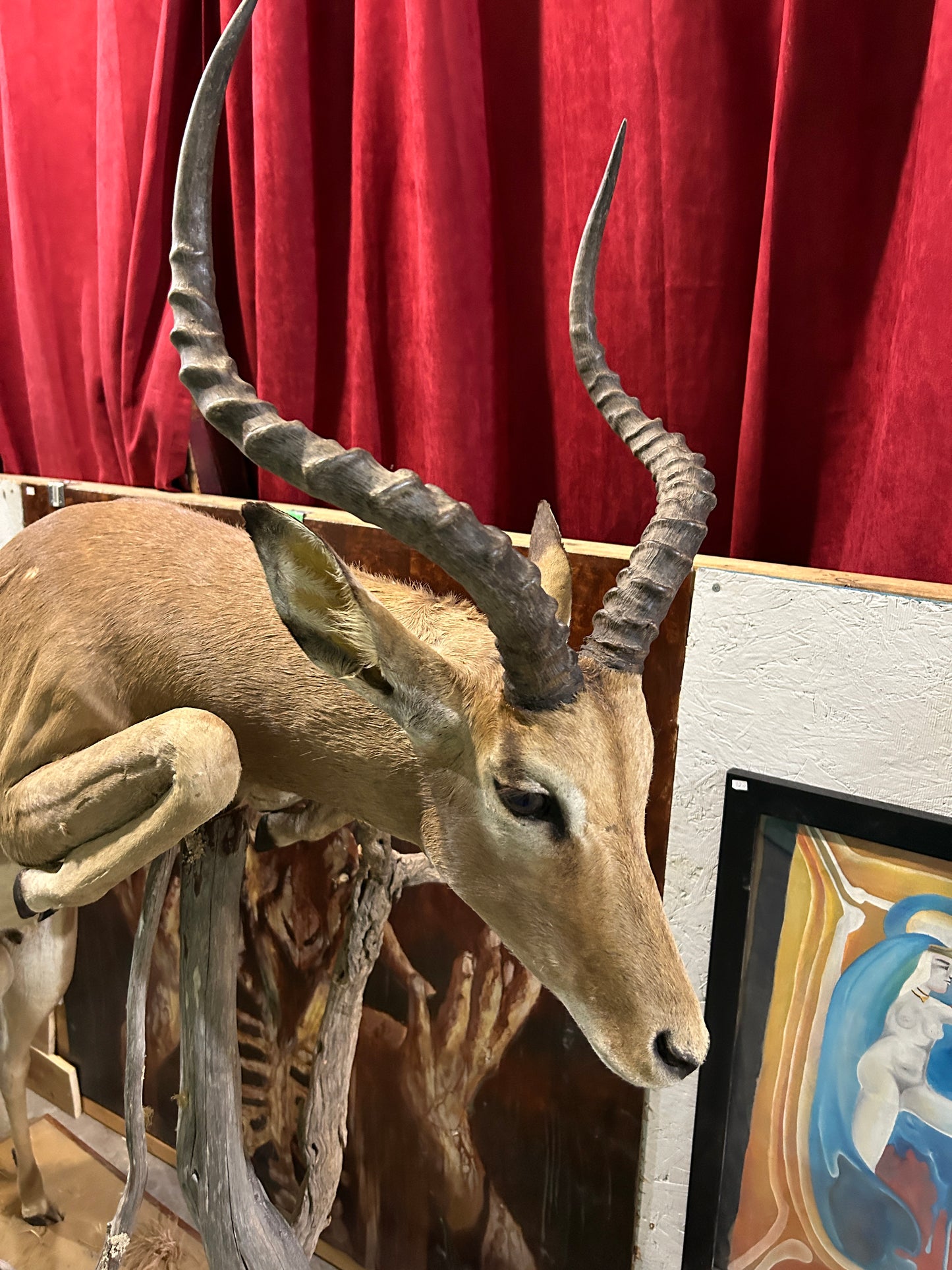 Taxidermie Antilope Impala mâle