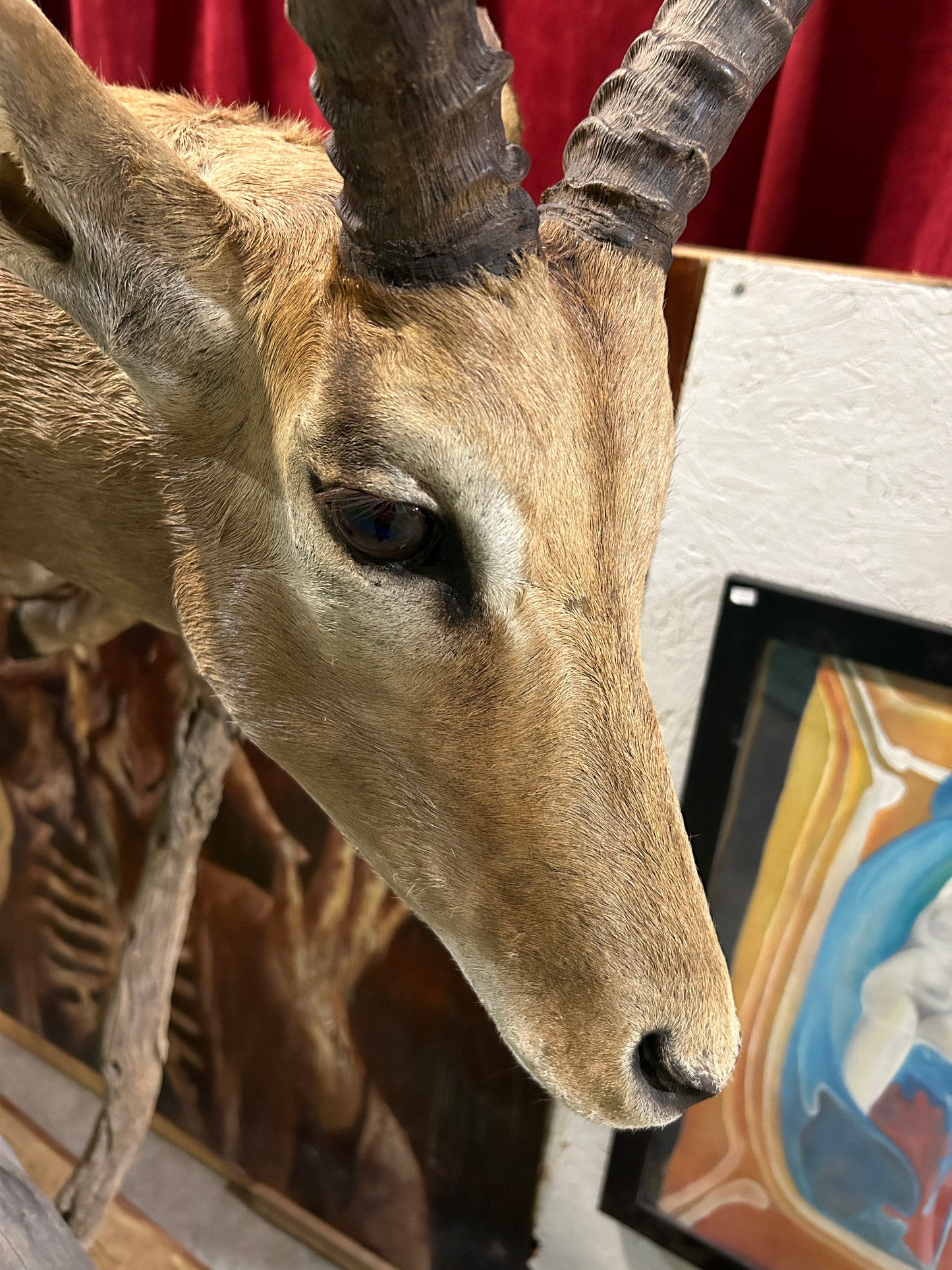 Taxidermie Antilope Impala mâle