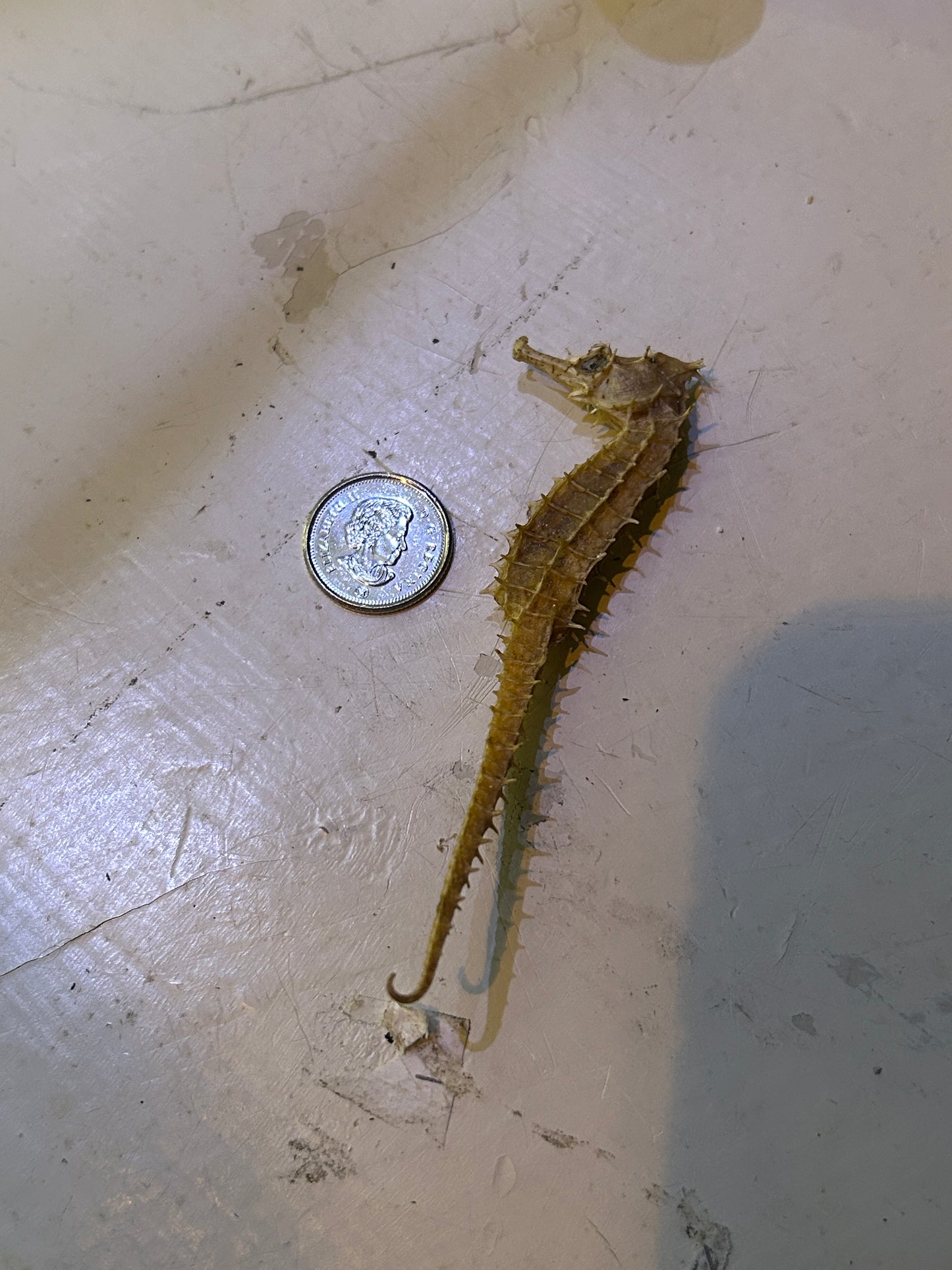 Minuscule Hippocampe Déshydraté