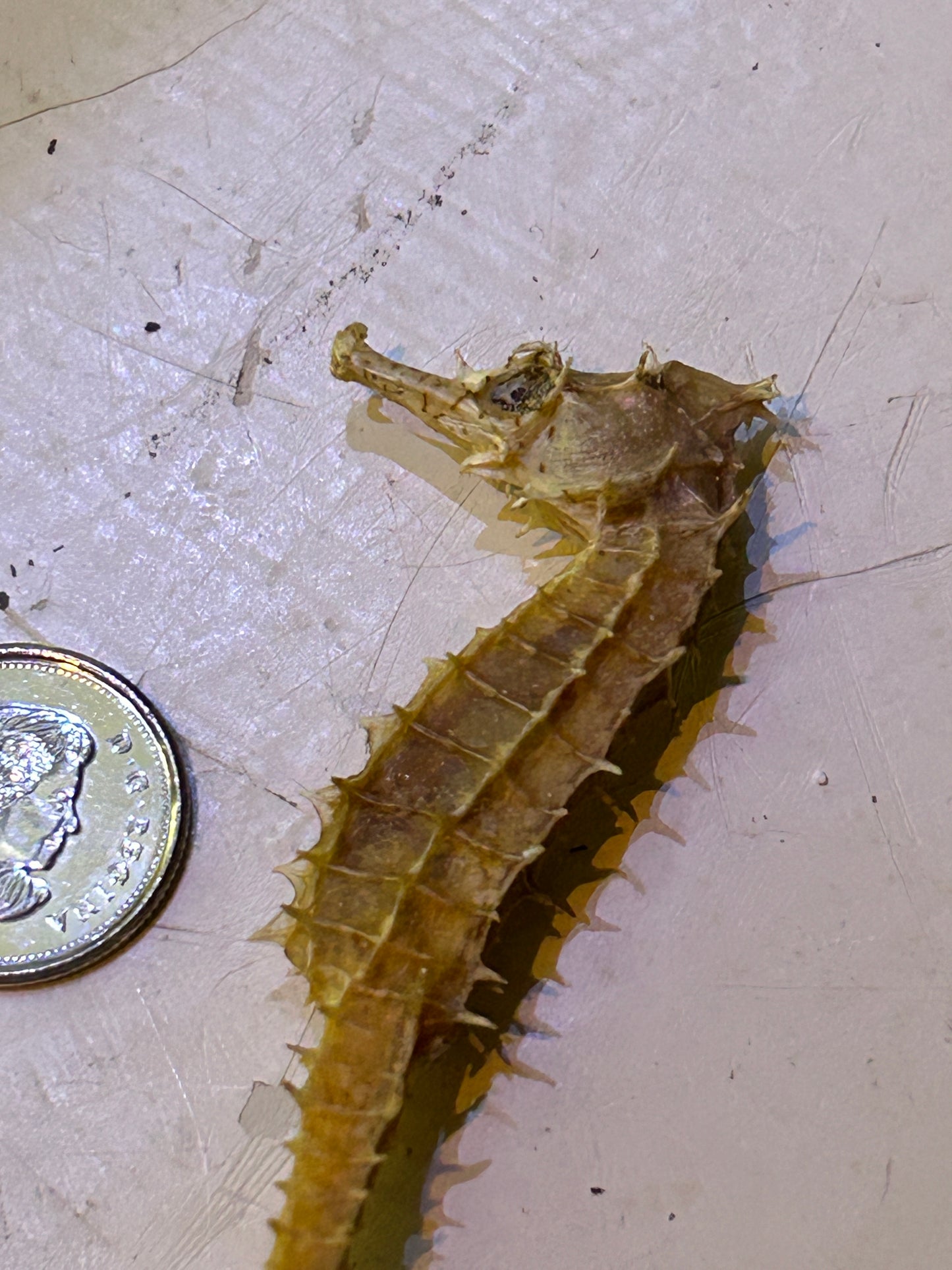 Minuscule Hippocampe Déshydraté