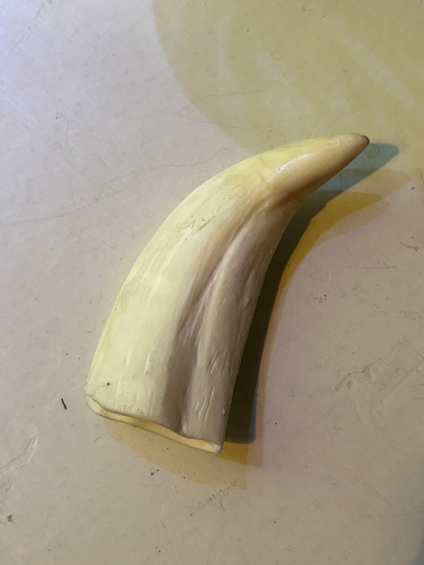 Dents de Cachalot