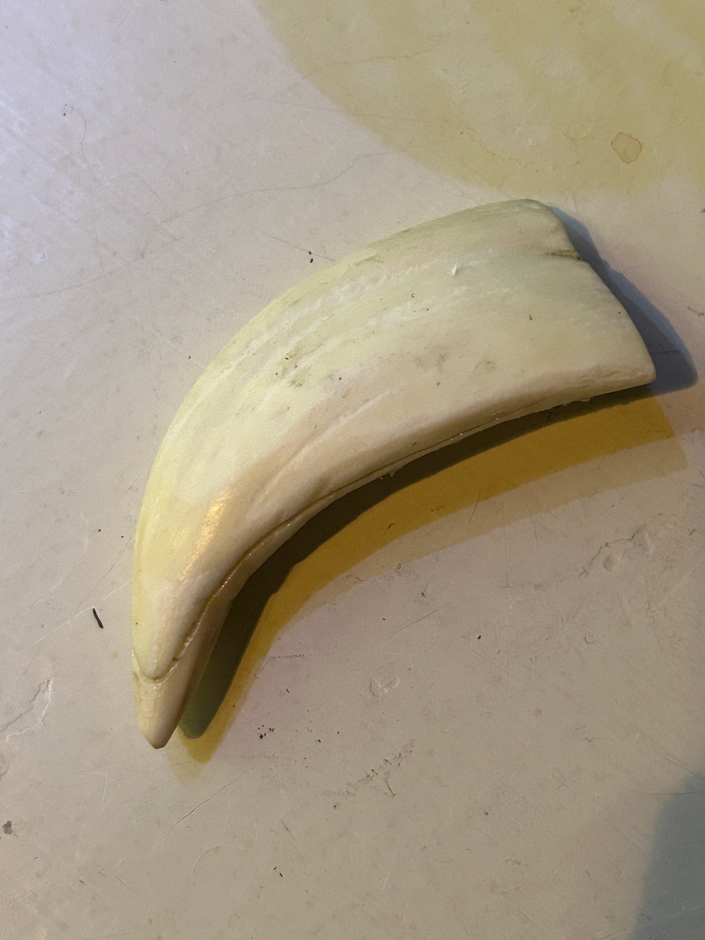 Dents de Cachalot