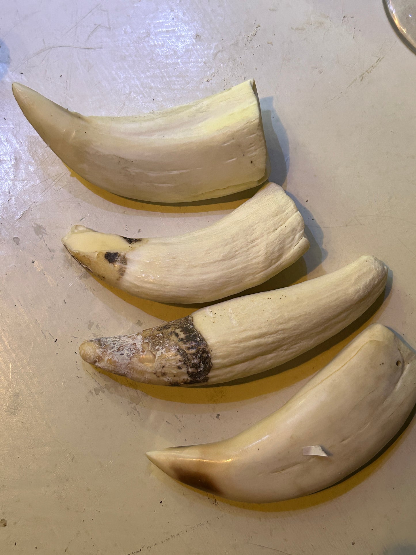 Dents de Cachalot