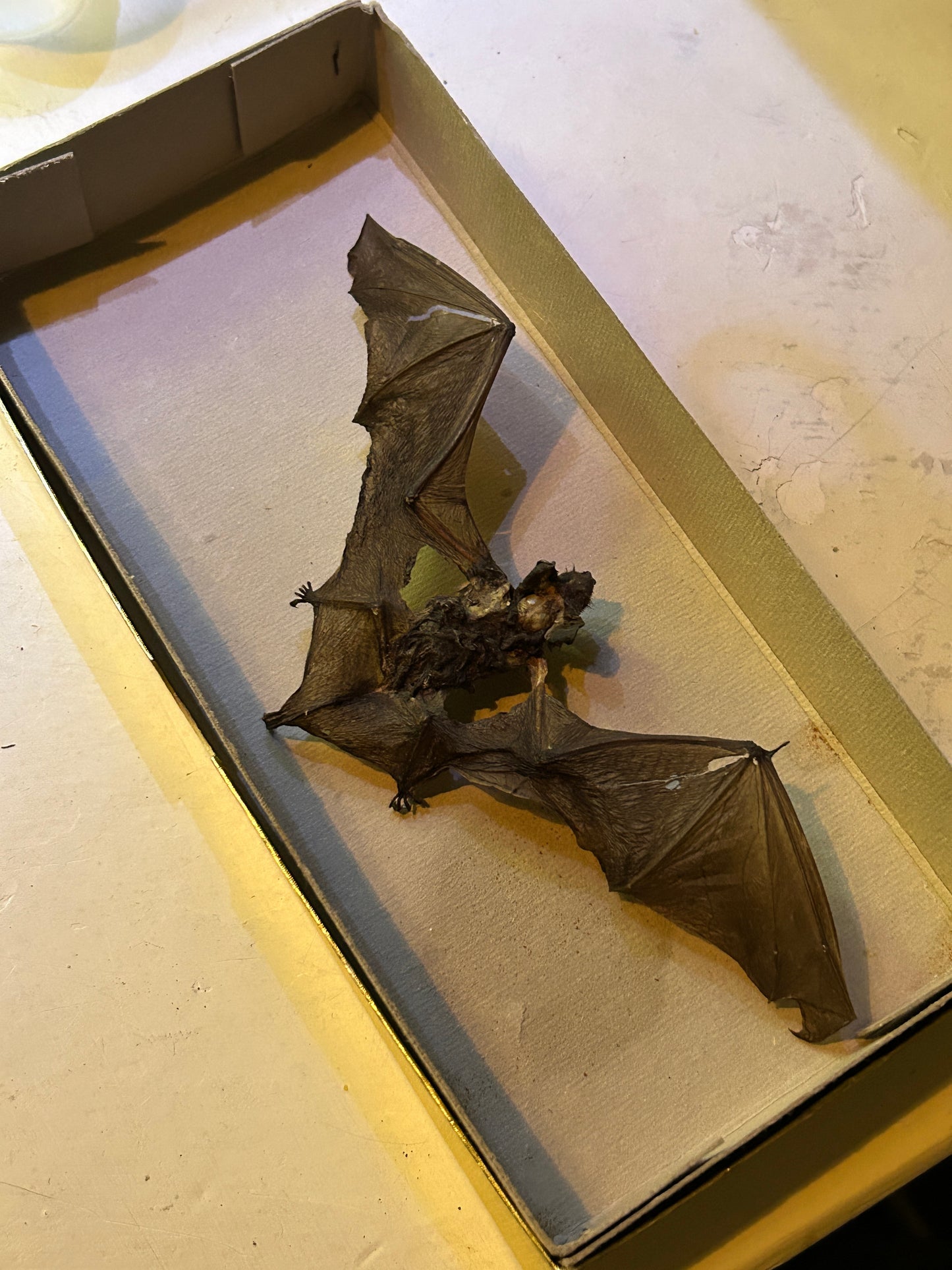 Chauve-Souris Momifiée