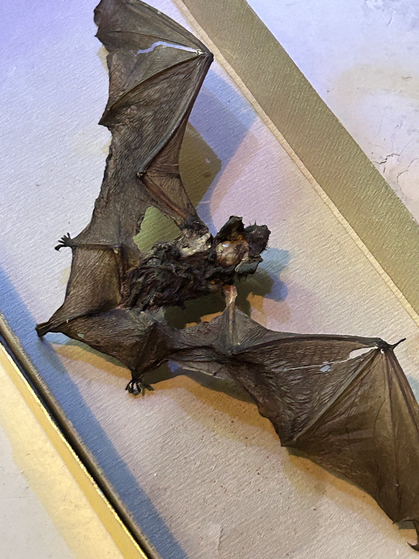 Chauve-Souris Momifiée