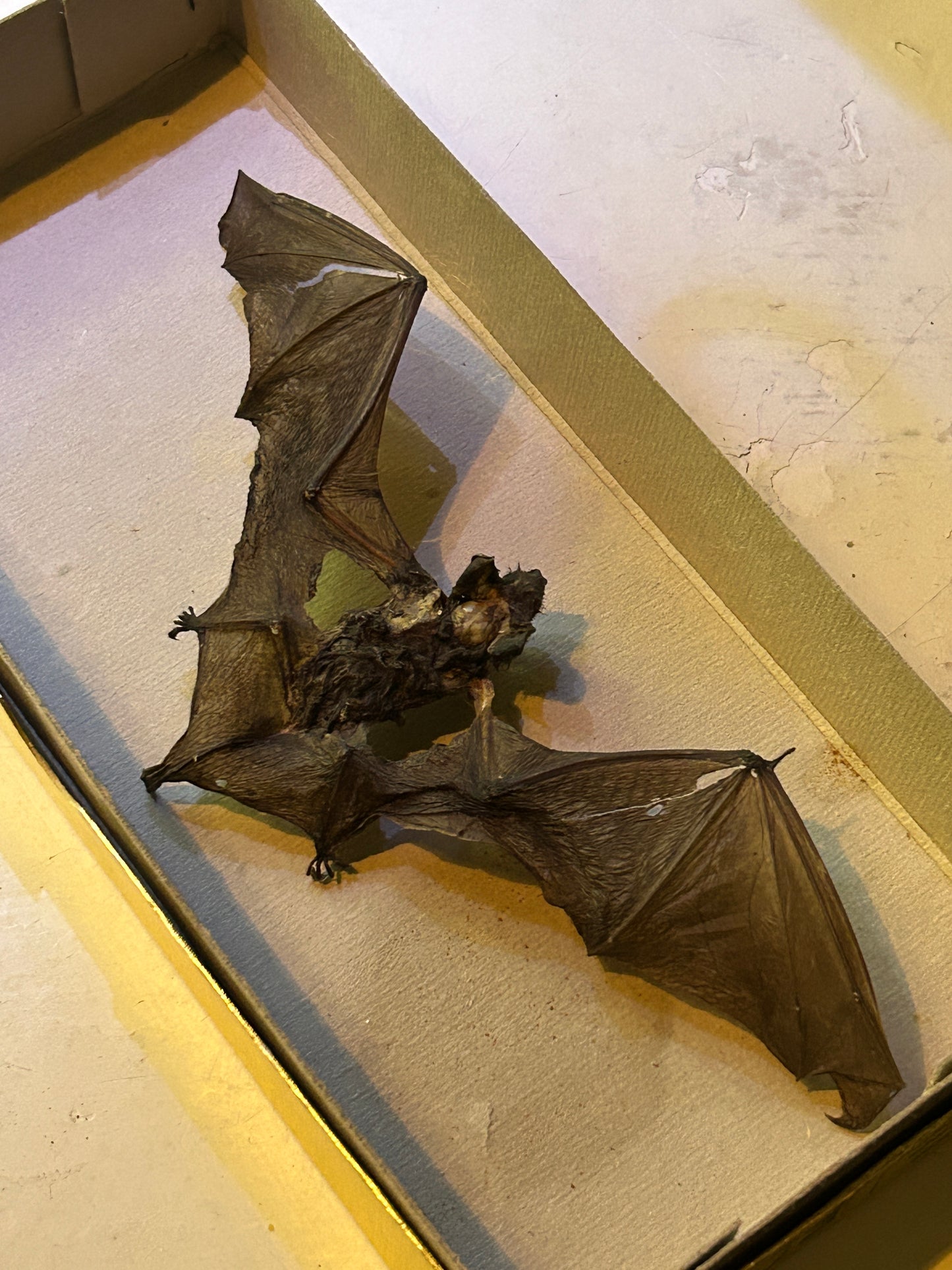 Chauve-Souris Momifiée