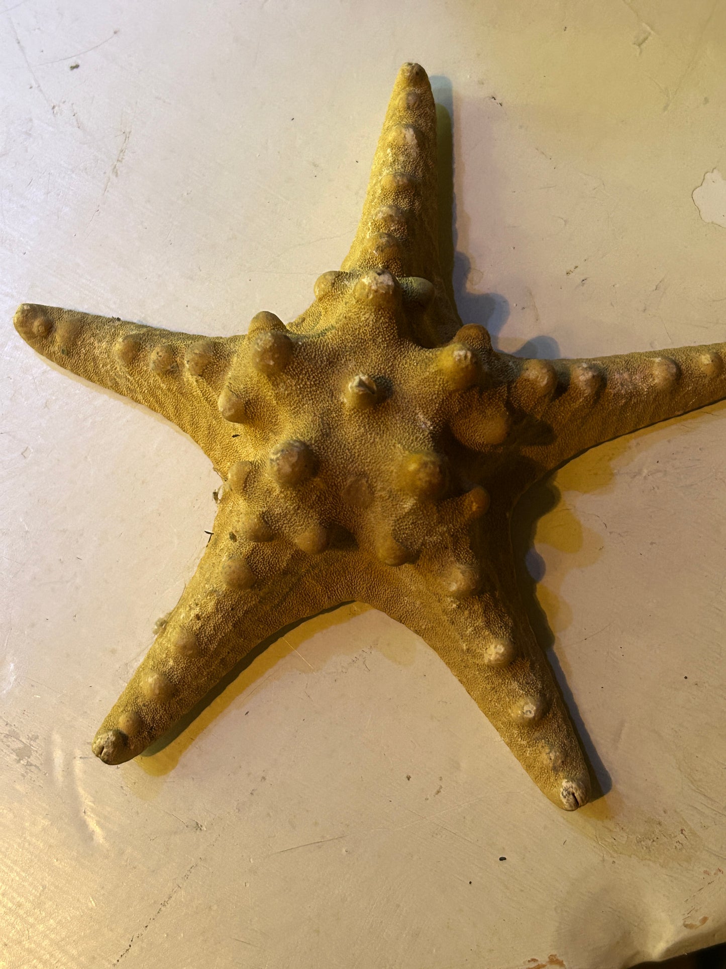 Étoile de Mer Déshydratée