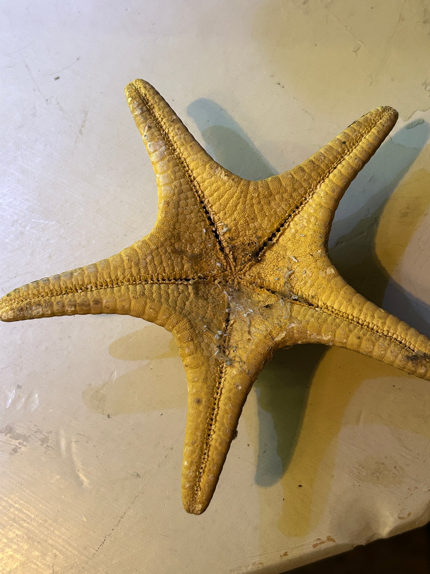 Étoile de Mer Déshydratée