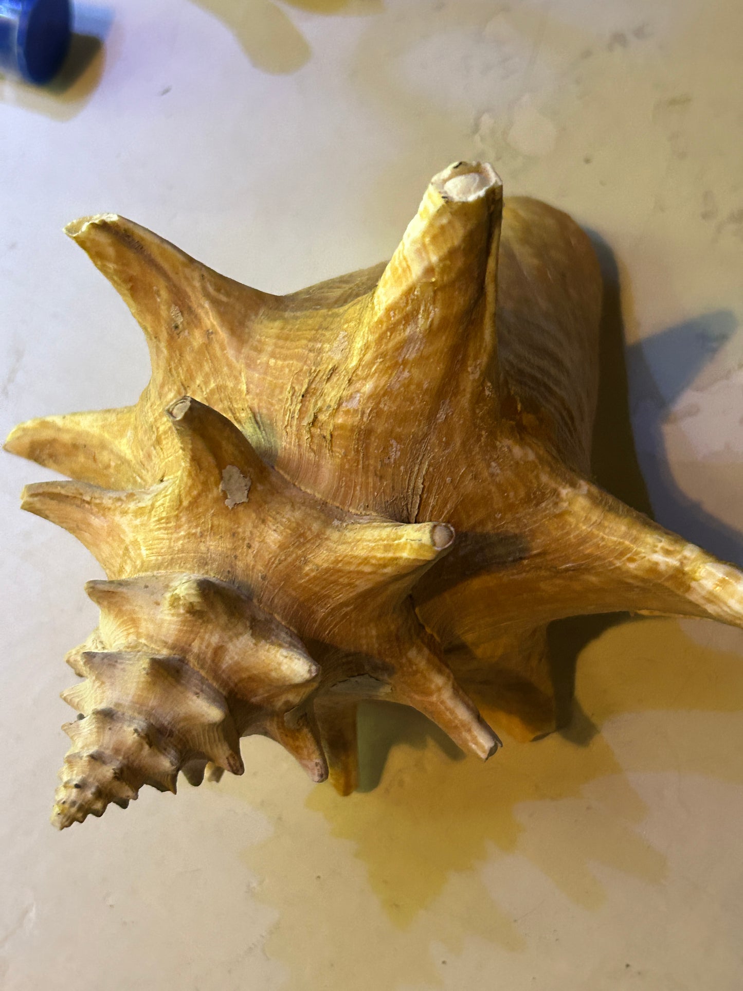 Coquillage