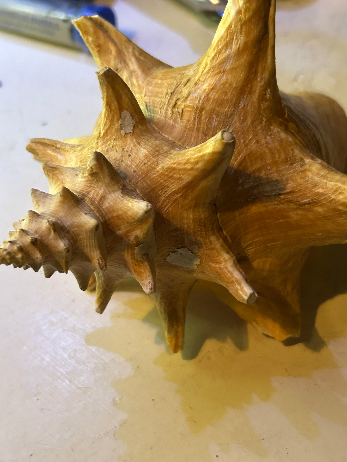 Coquillage