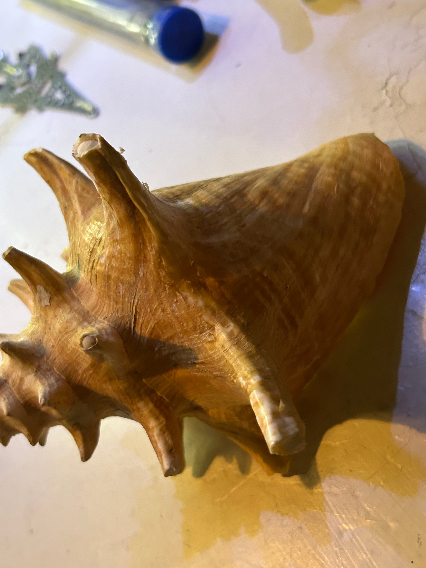 Coquillage