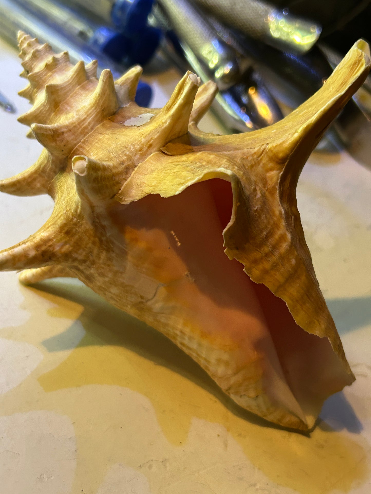 Coquillage