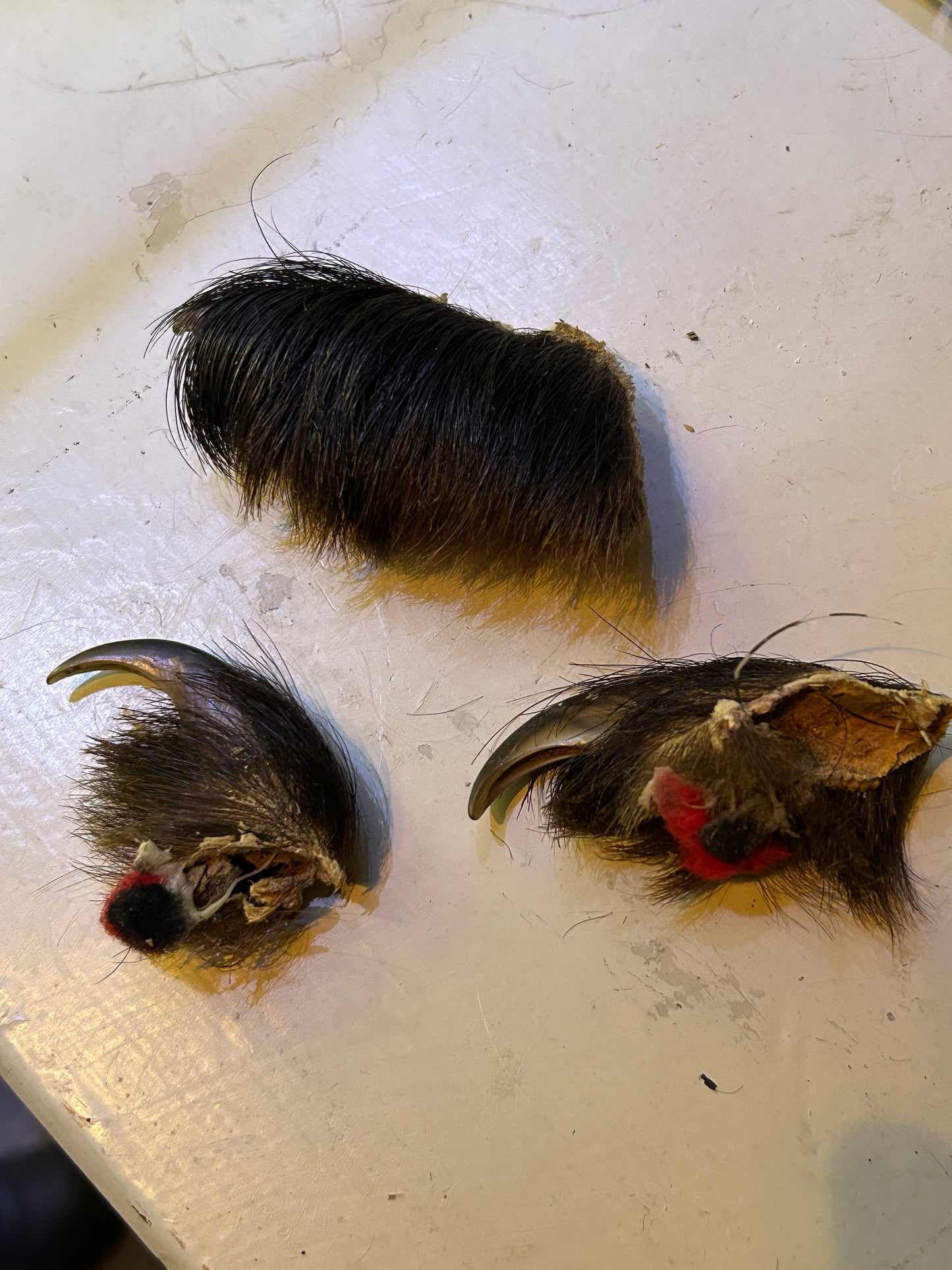 Griffes d'ours