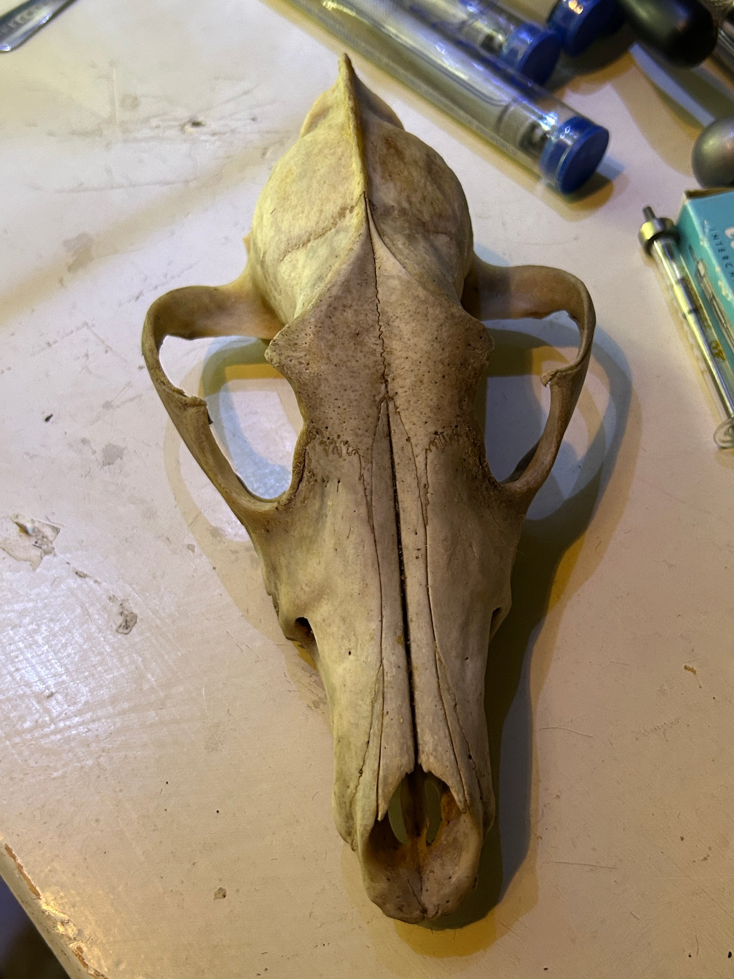 Crâne de Coyote