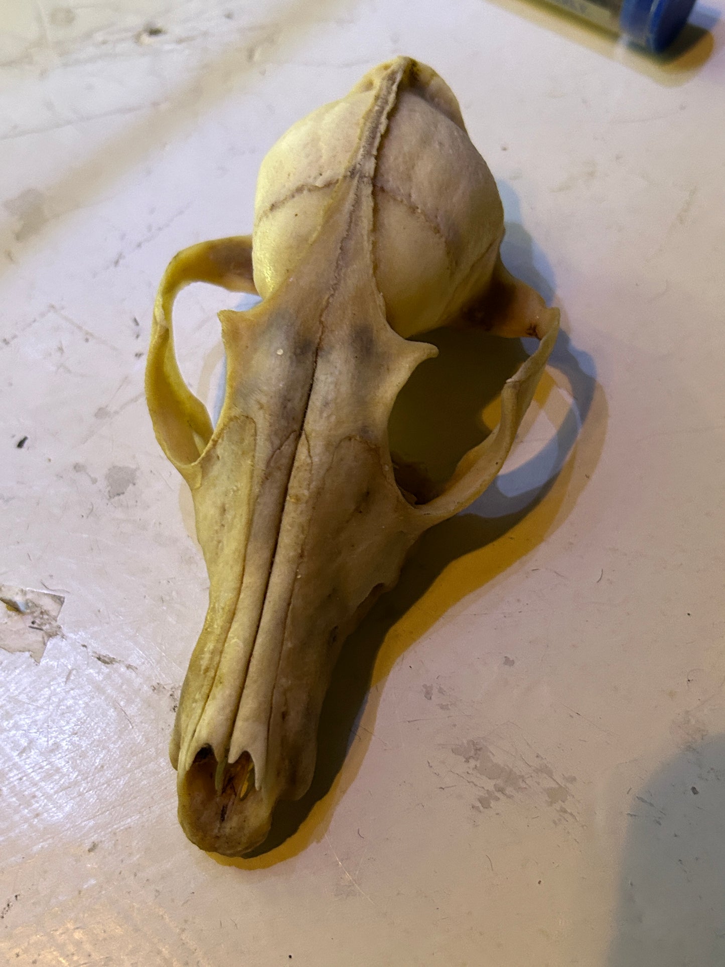 Crâne de Coyote