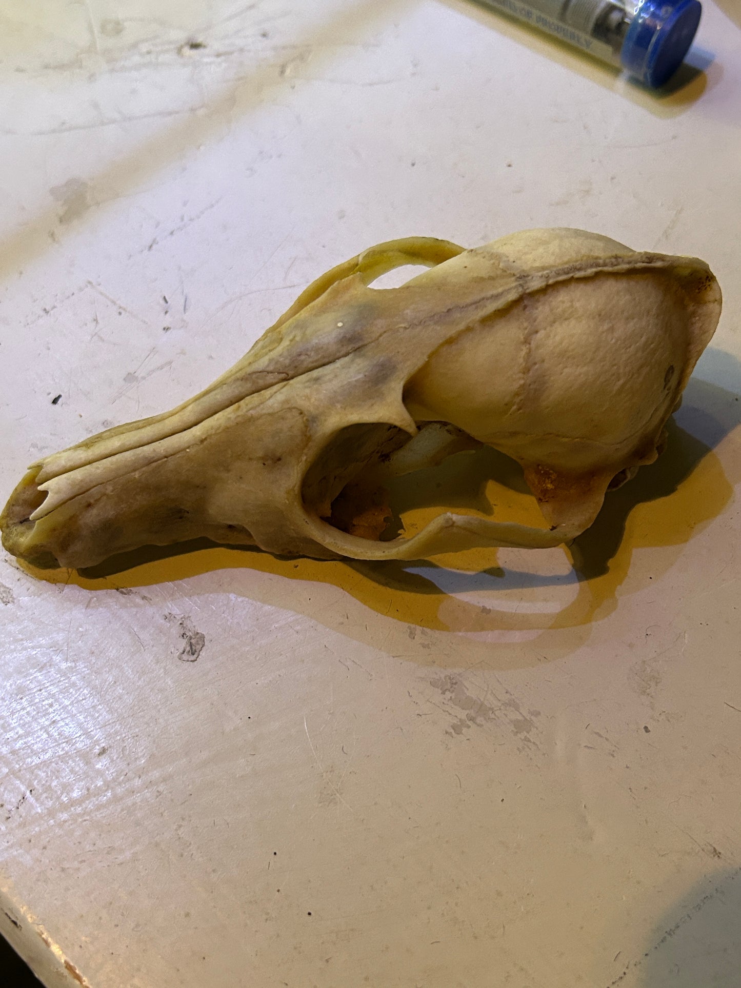 Crâne de Coyote