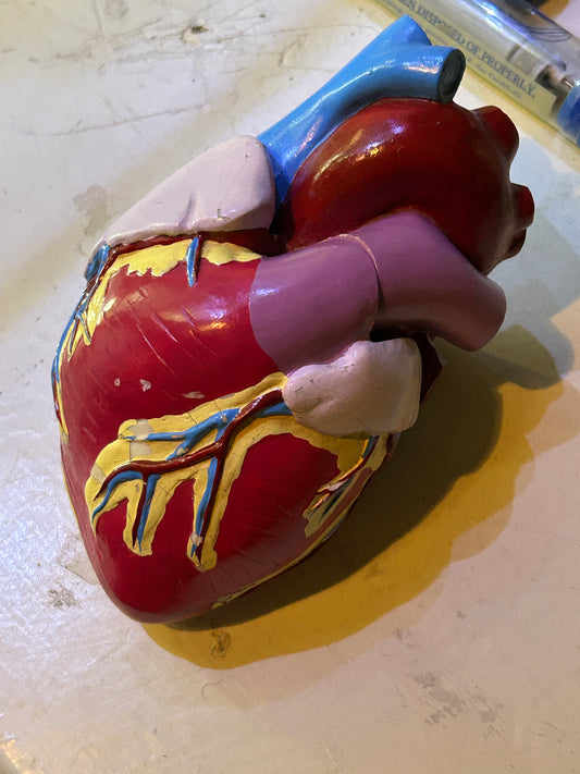 Maquette coeur artificiel médical