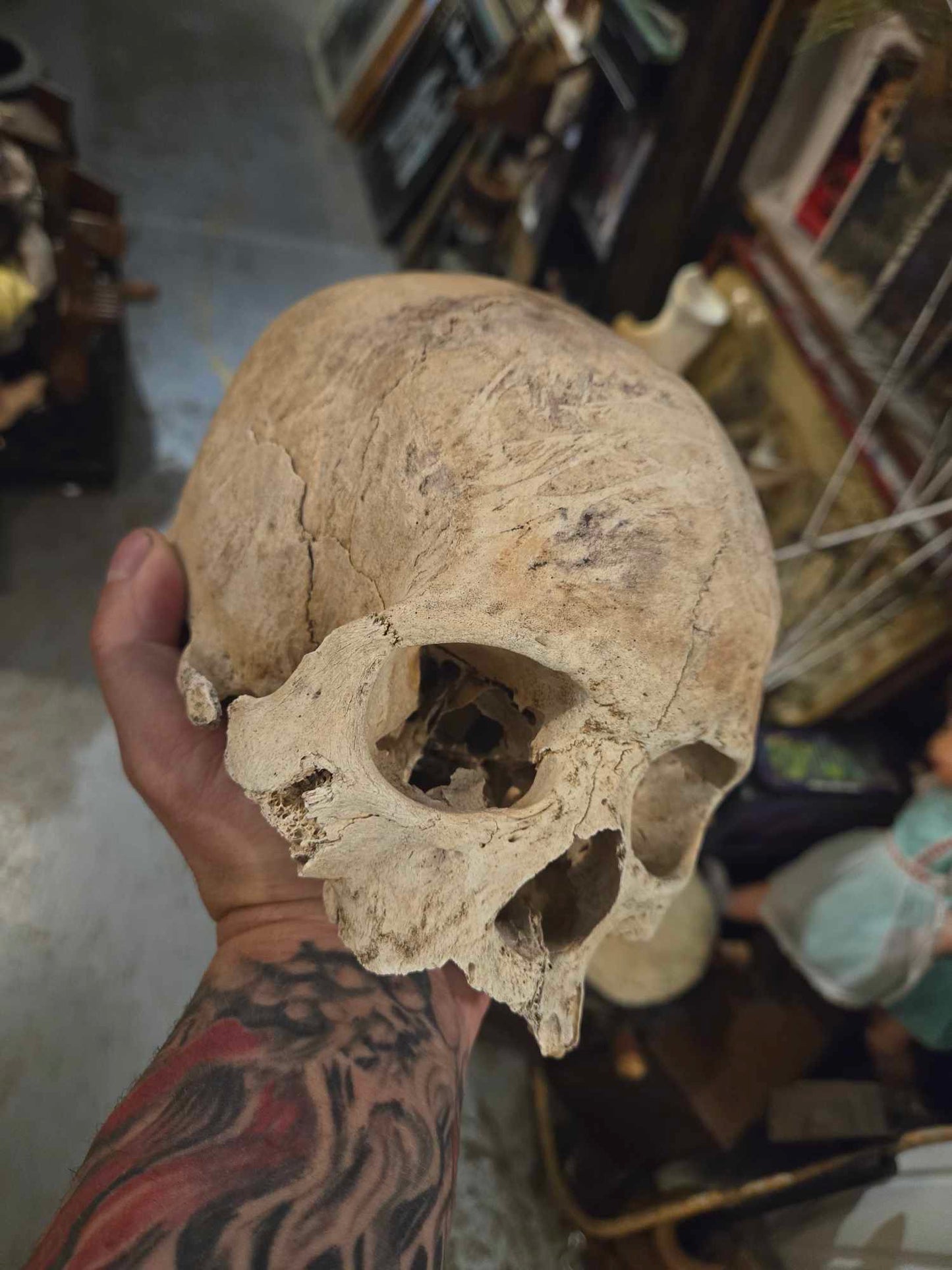 Très vieux crâne antique médical.